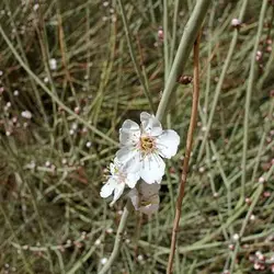 بذر درخت بادامک ( بادام کوهی)