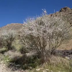 بذر درخت بادامک ( بادام کوهی)