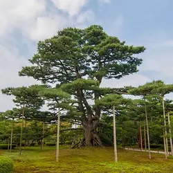 بذر درخت بونسای کاج ژاپنی