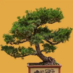 بذر درخت بونسای کاج ژاپنی