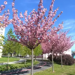 بذر درخت ساکورای ژاپنی