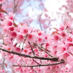 بذر درخت ساکورای ژاپنی