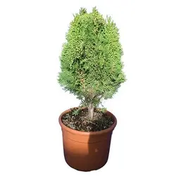 بذر درخت سرو خمره ای