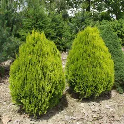 بذر درخت سرو خمره ای