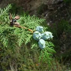 بذر درخت سرو خمره ای