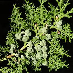 بذر درخت سرو خمره ای