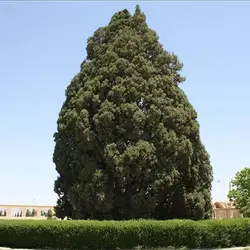 بذر درخت سرو زربین