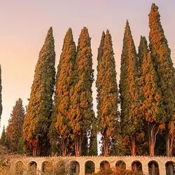 بذر درخت سرو زربین