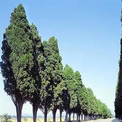 بذر درخت سرو زربین