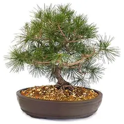 بذر درخت کاج سیاه (مشهدی)