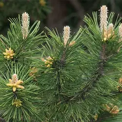 بذر درخت کاج سیاه (مشهدی)