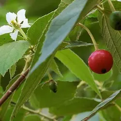 بذر درخت گیلاس جامائیکا