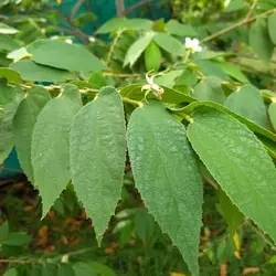 بذر درخت گیلاس جامائیکا