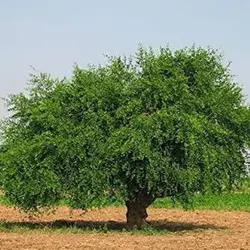بذر درخت مسواک