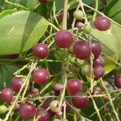 بذر درخت مسواک