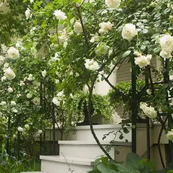 بذر رز رونده سفید
