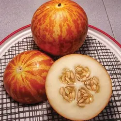 بذر دست انبو