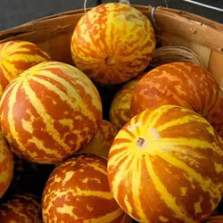 بذر دست انبو