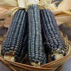 بذر ذرت آبی پترسون