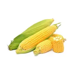 بذر ذرت خیلی شیرین