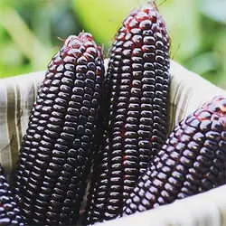 بذر ذرت شرابی (اناری)