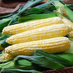 بذر ذرت شیرین کوتوله
