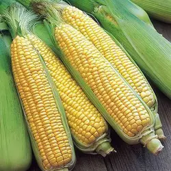 بذر ذرت شیرین کوتوله