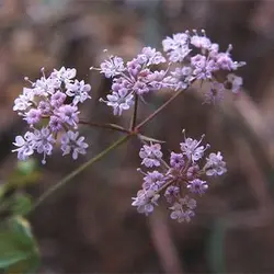 بذر زنیان