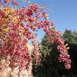 بذر زرشک وحشی