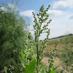 بذر سلمه تره (سلمک)