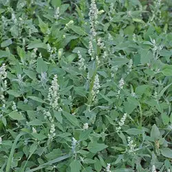 بذر سلمه تره (سلمک)