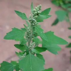 بذر سلمه تره (سلمک)