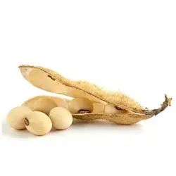 بذر سویا