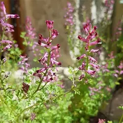 بذر شاه تره