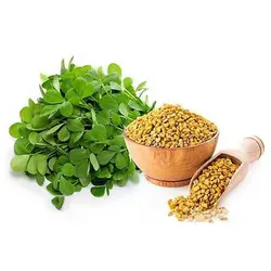 بذر شنبلیله