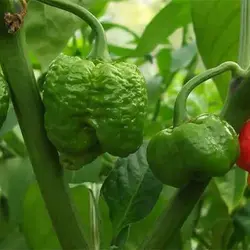 بذر فلفل اجی دو سی سبز