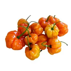 بذر فلفل اجی دو سی نارنجی