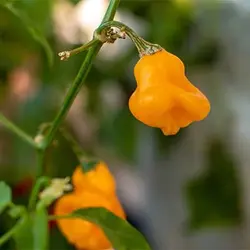 بذر فلفل اجی دو سی نارنجی