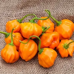 بذر فلفل اجی دو سی نارنجی