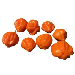 بذر فلفل اجی دو سی نارنجی