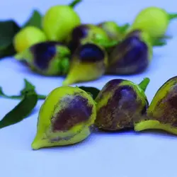 بذر فلفل بیکیونهو ابلق