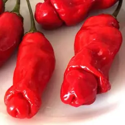 بذر فلفل پتر میکس