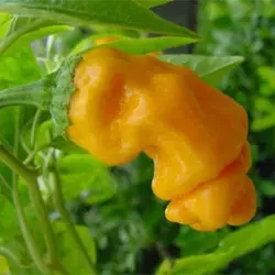 بذر فلفل پتر میکس