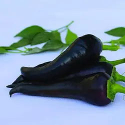 بذر فلفل چارلیستون سیاه