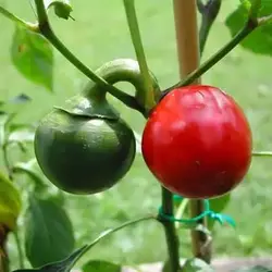 بذر فلفل چری قرمز
