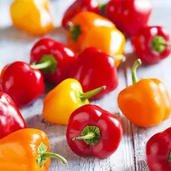 بذر فلفل دلمه ای بشقابی میکس