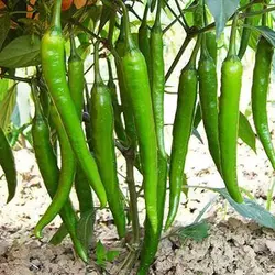 بذر فلفل درختی