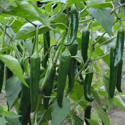 بذر فلفل درختی