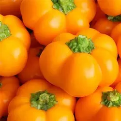 بذر فلفل دلمه ای بشقابی نارنجی