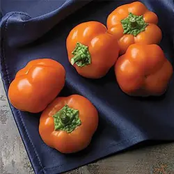 بذر فلفل دلمه ای بشقابی نارنجی